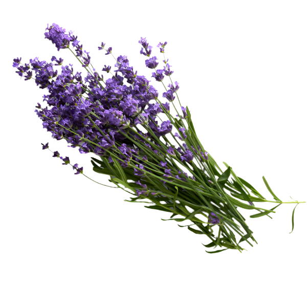 Reed Diffuser Refills + Reeds