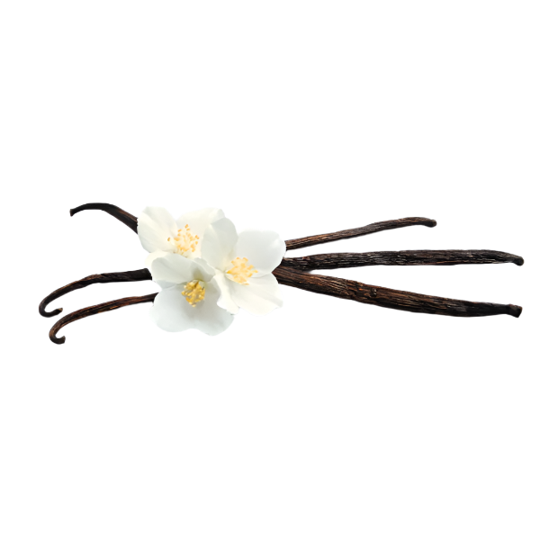 Reed Diffuser Refills + Reeds
