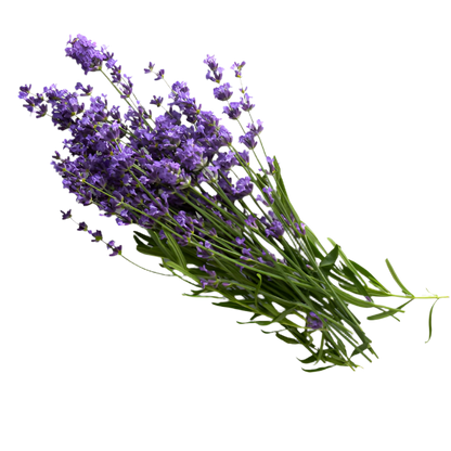 Reed Diffuser Refills + Reeds