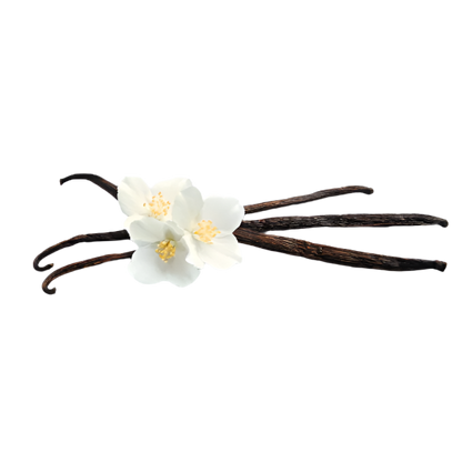 Reed Diffuser Refills + Reeds